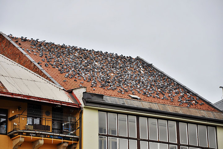 A2B Pest Control are able to install spikes to deter birds from roofs in Scunthorpe.