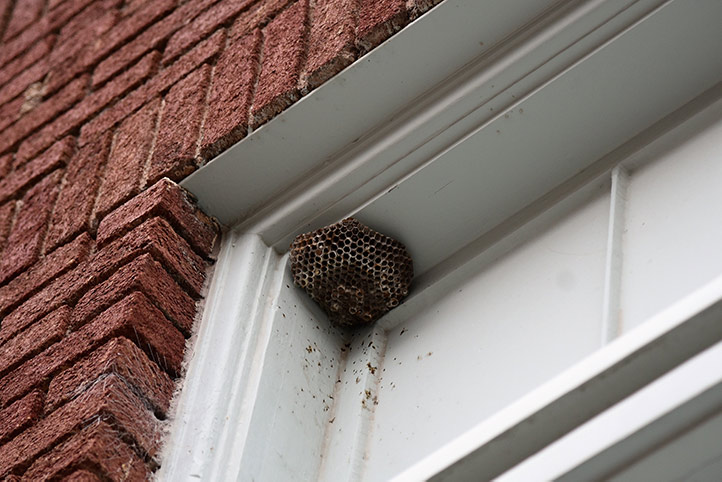 We provide a wasp nest removal service for domestic and commercial properties in Scunthorpe.